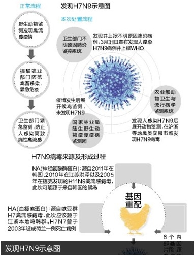 H7N9最新动态，全球关注与防控进展更新