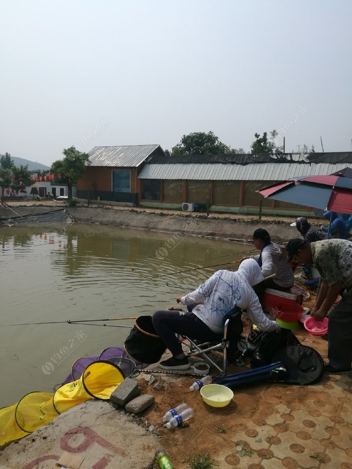 石家庄钓鱼网最新鱼讯，垂钓乐趣的新天地探索