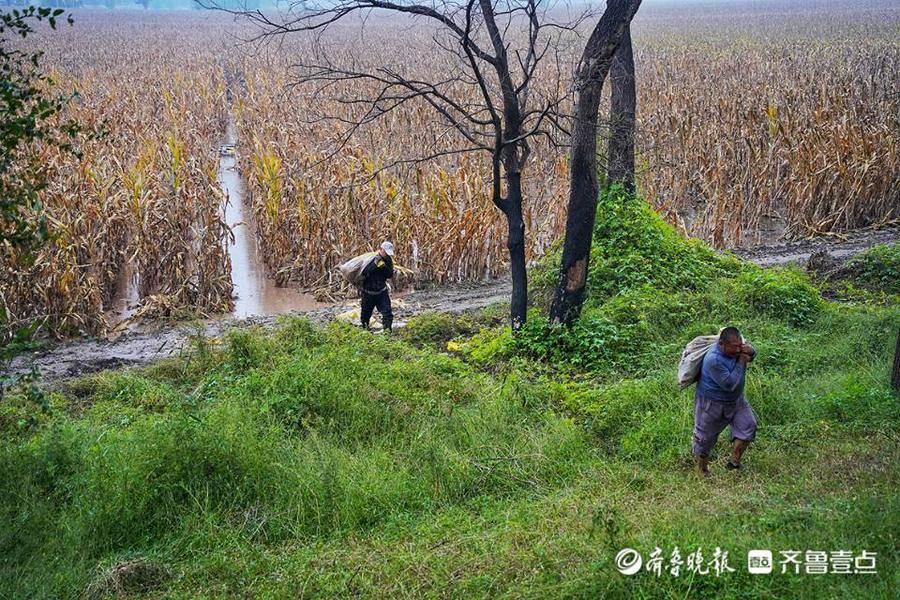 山东德州玉米价格动态分析与预测